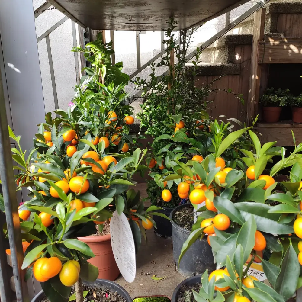 Vendita piante di Kumquat