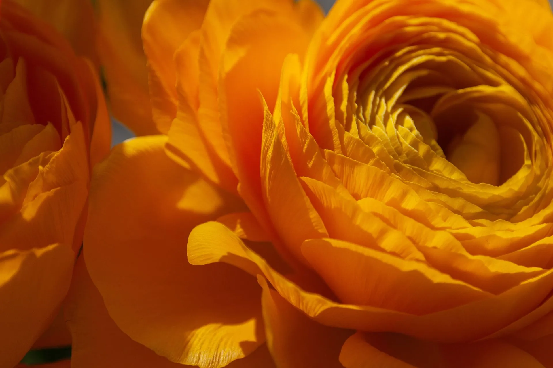 I fiori invernali per decorare la casa