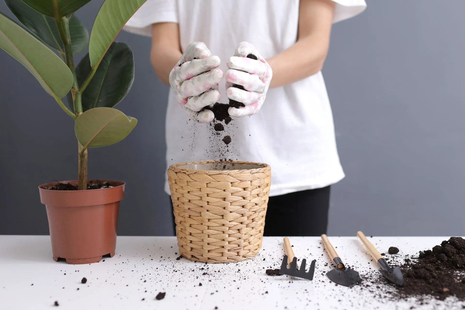 Preparare le piante alla primavera: consigli utili dopo l’inverno